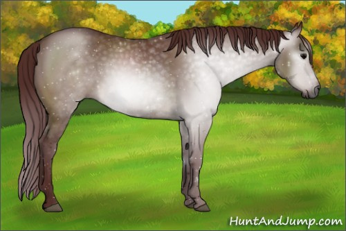 Horse Color:Gray Chocolate Brown Dun