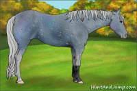 Horse Color:ERROR: UNKNOWN ANOMALY