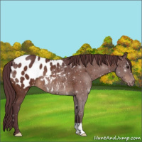 Horse Color:Chocolate Bay Appaloosa Rabicano 
