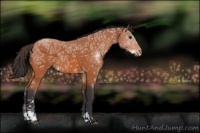 Horse Color:Bay Ice Sabino Appaloosa 