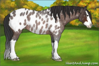 Horse Color:Brown Roan Splash Appaloosa Rabicano