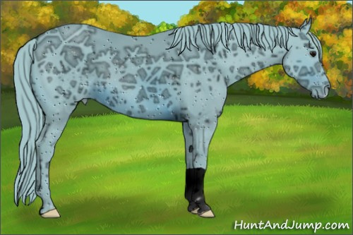 Horse Color:ERROR: UNKNOWN ANOMALY