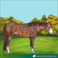 Horse Color:Chocolate Bay Ice Sabino 