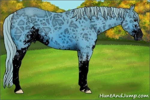Horse Color:ERROR: UNKNOWN ANOMALY