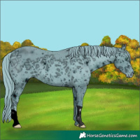 Horse Color:ERROR: UNKNOWN ANOMALY