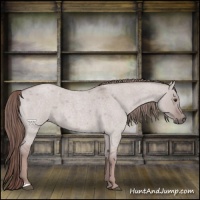 Horse Color:Platinum Red Dun Roan 