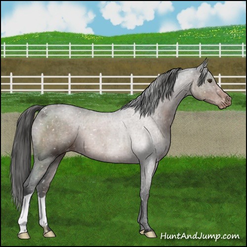 Horse Color:Liver Chestnut Appaloosa