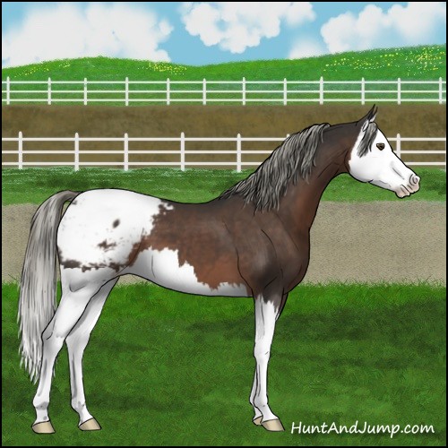 Horse Color:Liver Chestnut Mushroom Splash Snowcap 
