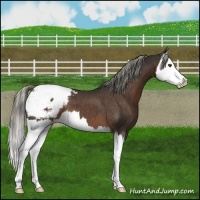 Horse Color:Liver Chestnut Mushroom Splash Snowcap 