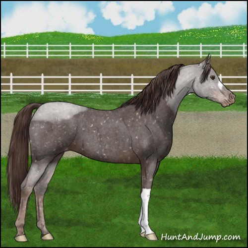 Horse Color:Liver Red Roan Snowflake Varnish