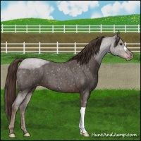 Horse Color:Liver Red Roan Snowflake Varnish