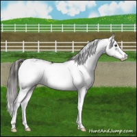 Horse Color:Liver Chestnut Sabino Appaloosa 