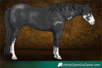 Horse Color:Black Sabino 