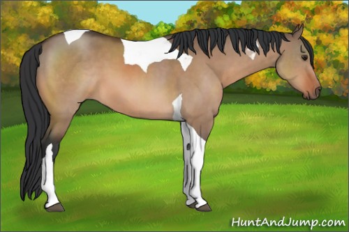 Horse Color:Brown Dun Sabino Tobiano