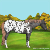 Horse Color:Liver Chestnut Appaloosa 