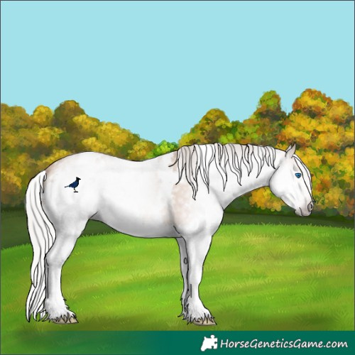 Horse Color:Gray White Spotted Silver Sable Champagne Splash