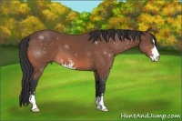 Horse Color:Brown Mushroom Sabino