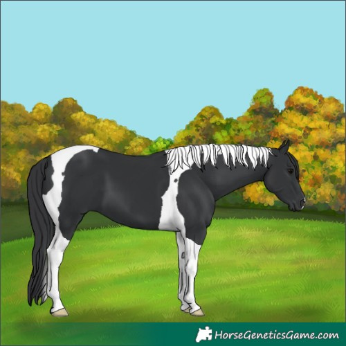 Horse Color:Black Tobiano 