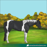 Horse Color:Black Tobiano 