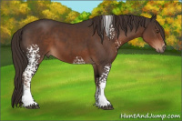 Horse Color:White Spotted Liver Chestnut Rabicano 