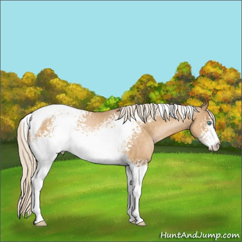 Horse Color:White Spotted Chocolate Palomino Pearl Tobiano