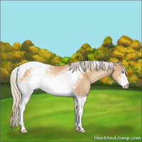 Horse Color:White Spotted Chocolate Palomino Pearl Tobiano