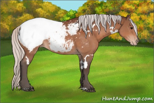 Horse Color:White Spotted Silver Bay Appaloosa 