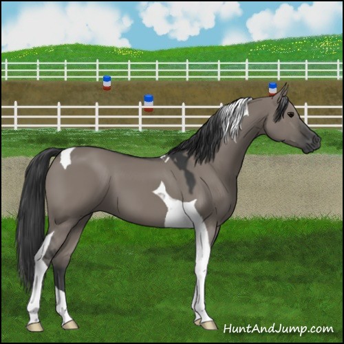 Horse Color:Grullo Tobiano 