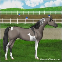 Horse Color:Grullo Tobiano 