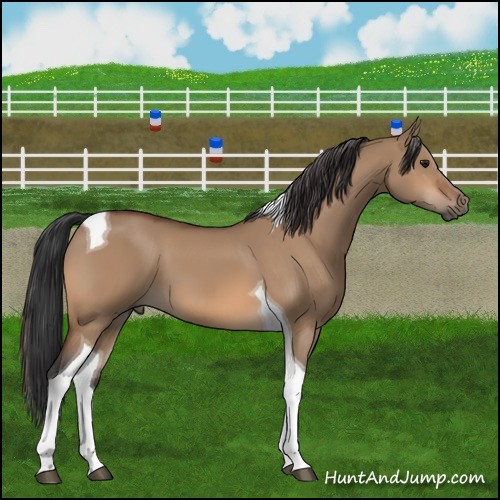Horse Color:Bay Dun Tobiano 
