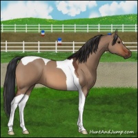 Horse Color:Bay Roan Dun Tobiano