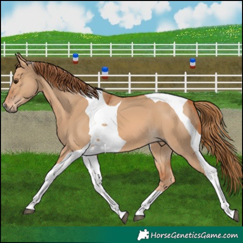 Horse Color:Red Dun Tobiano 