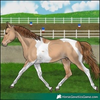 Horse Color:Red Dun Tobiano 