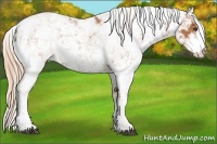 Horse Color:Chestnut Sabino