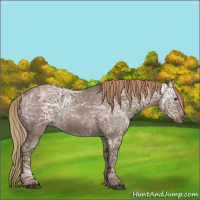Horse Color:Liver Red Dun Ice Rabicano 