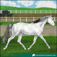 Horse Color:Liver Red Onyx Sabino 