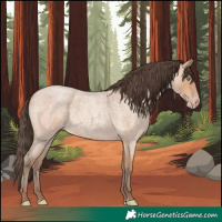 Horse Color:Amber Champagne Roan 