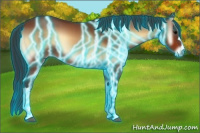 Horse Color:Thunderstruck Bay Onyx