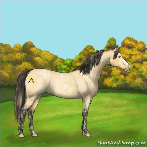 Horse Color:Buckskin Roan Pearl  and Buckskin Roan 
