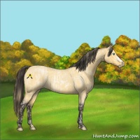 Horse Color:Buckskin Roan Pearl and Buckskin Roan