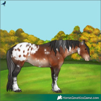 Horse Color:White Spotted Brown Sabino Blanket