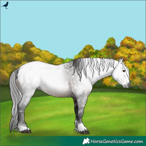 Horse Color:Gray White Spotted Brown Snowcap 