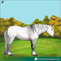 Horse Color:Gray White Spotted Brown Snowcap