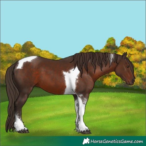 Horse Color:Liver Chestnut Tobiano 