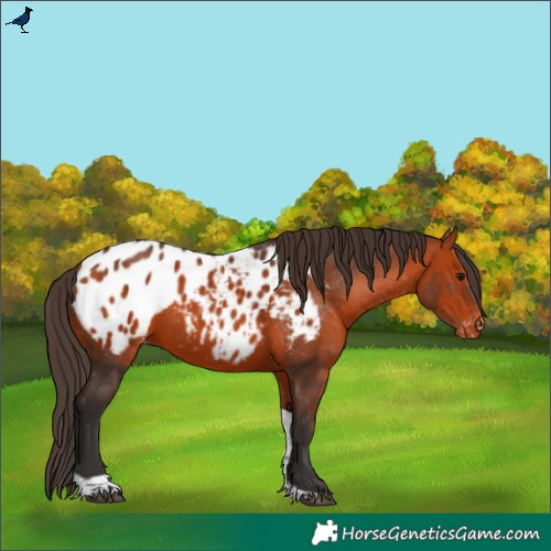 Horse Color:Bay Tobiano Appaloosa 