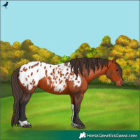 Horse Color:Bay Tobiano Appaloosa
