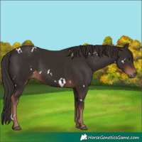 Horse Color:White Spotted Liver Chestnut 