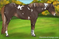 Horse Color:White Spotted Liver Chestnut Tobiano 