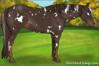 Horse Color:White Spotted Liver Chestnut 