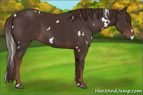 Horse Color:White Spotted Liver Chestnut 